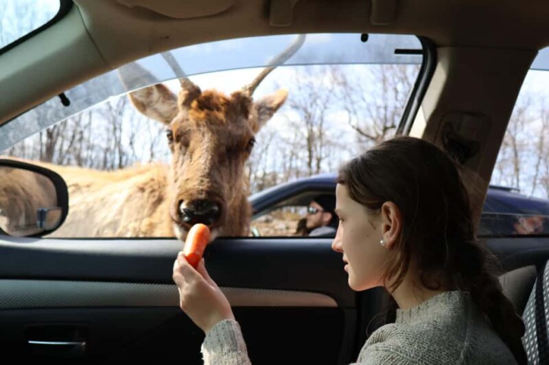 From Montreal: Omega Park Wildlife Safari Calling Sounds - Key Points
