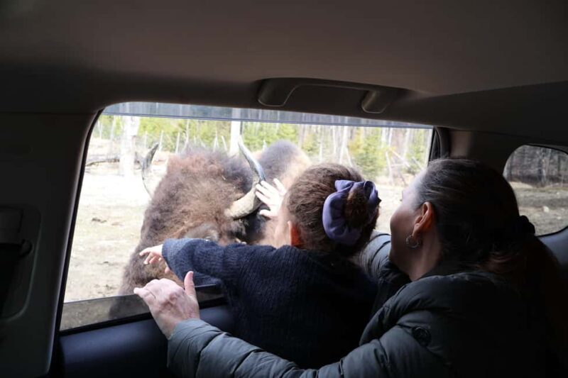 From Montreal: Omega Park Wildlife Safari Calling Sounds - Exploring the Omega Park Safari: What to Expect