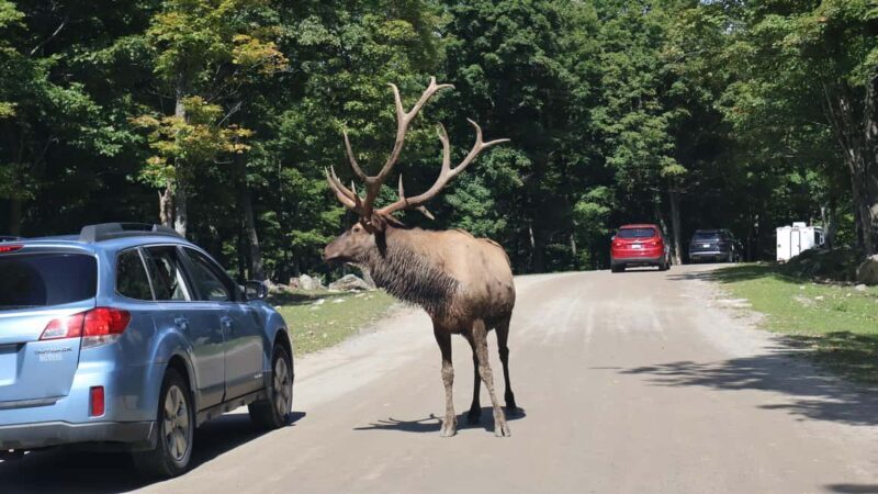 From Montreal: Omega Park Wildlife Safari Calling Sounds - The Sum Up