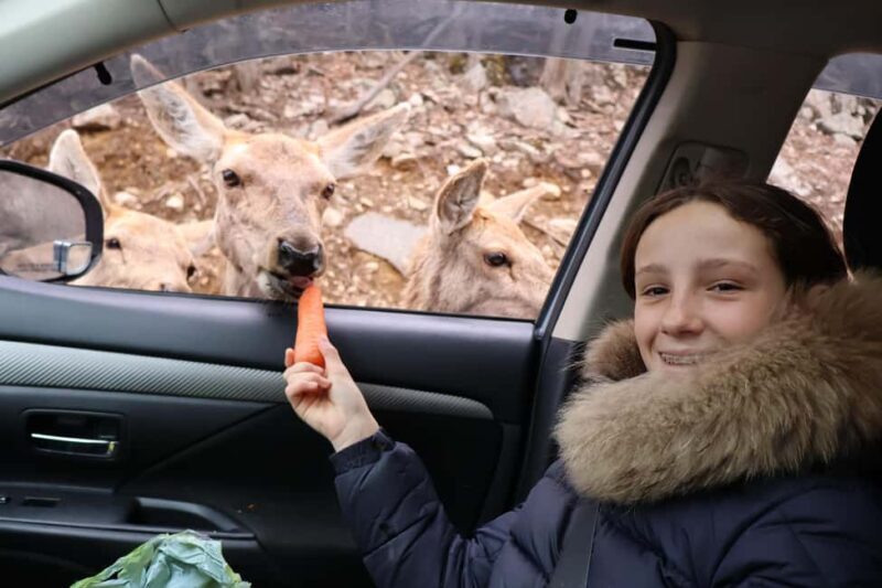From Montreal: Omega Park Wildlife Safari Calling Sounds - FAQ
