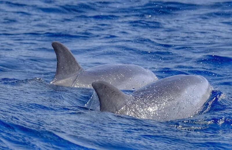 From Morro Jable: Dolphin and Whale Watching and Snorkelling - Exploring the Experience in Detail