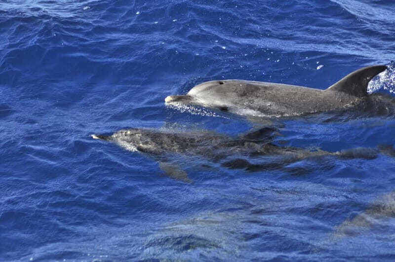 From Morro Jable: Dolphin and Whale Watching and Snorkelling - Who Will Love This Tour?