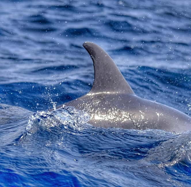 From Morro Jable: Dolphin and Whale Watching and Snorkelling - FAQs