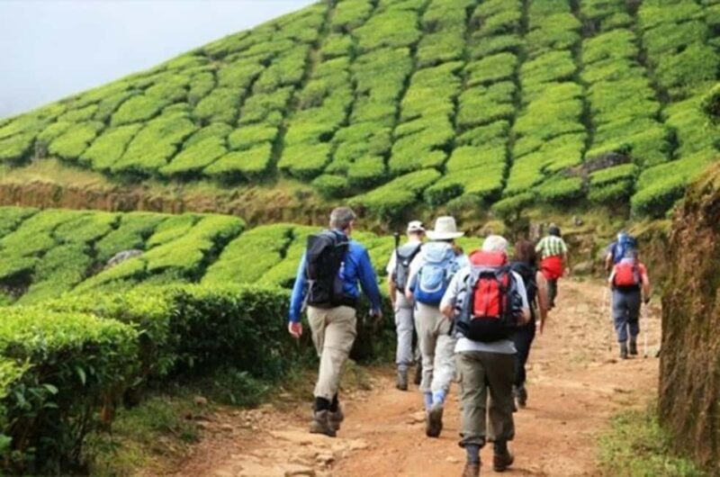 From Munnar: Tea Factory, Plantation, and National Park Tour - Final Thoughts
