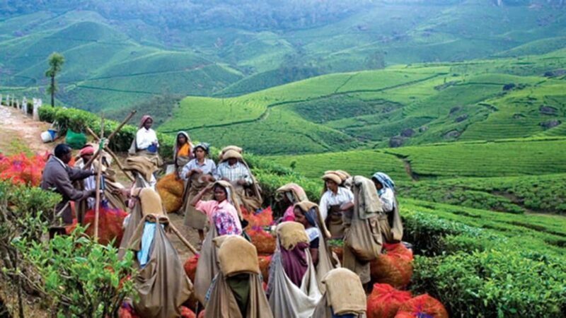 From Munnar: Tea Factory, Plantation, and National Park Tour - FAQ