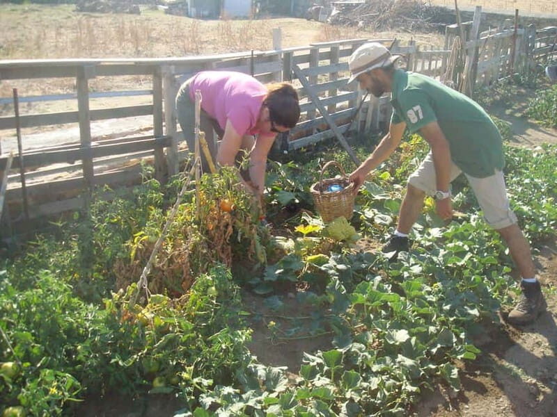 From Mykonos: Ano Mera Farm Tour - Final Thoughts