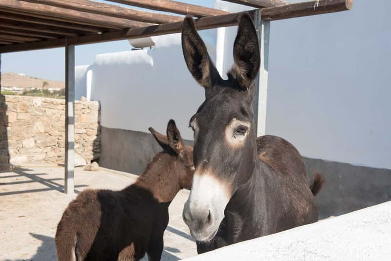 From Mykonos: Ano Mera Farm Tour - FAQ