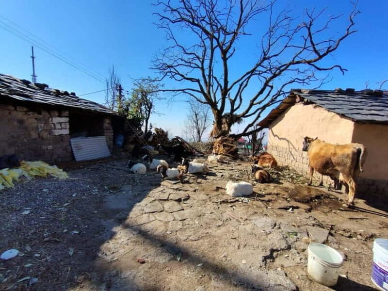 From Naddi: Guided Himalayan Nomad Culture & Nature Walk - A Detailed Look at the Himalayan Nomad Culture & Nature Walk