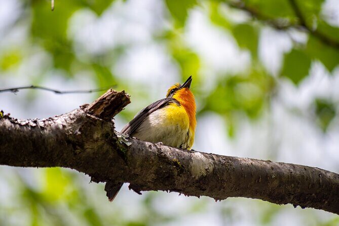 From Nagoya: Kamikochi - Enchanting Landscapes - Small Group Tour - FAQ