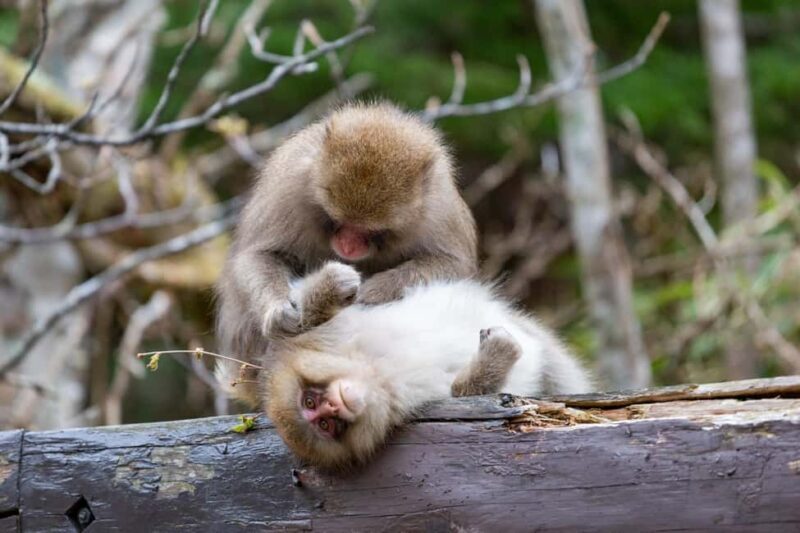 From Nagoya: Kamikochi Guided Hike in the Japanese Alps - FAQ