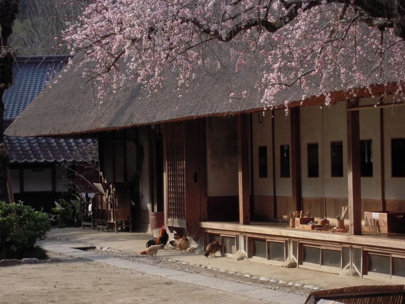 From Nagoya: Korankei Gorge &Toyokawa Inari - Is $184.79 good value?