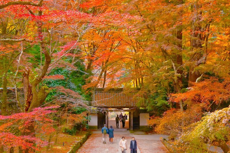From Nagoya: Korankei Gorge &Toyokawa Inari - Who should book this Aichi day trip?