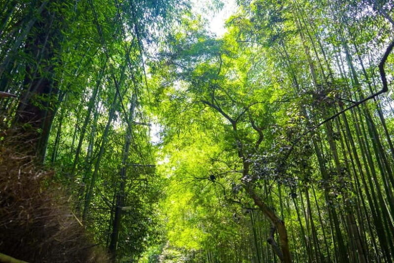 From Nagoya: Kyoto Day Tour with Kobe Beef Shabu-Shabu Lunch - Final Thoughts