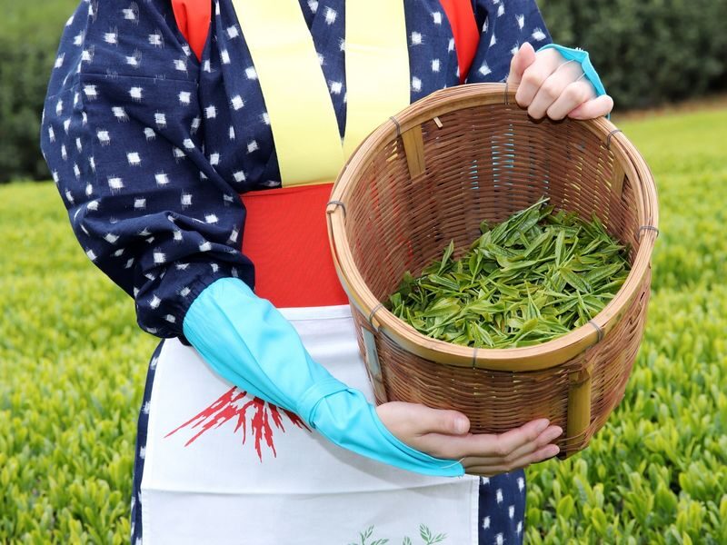 From Nagoya: Wagashi Workshop & Matcha Tea Field Tour - From Nagoya Station to Nishio’s Matcha Country