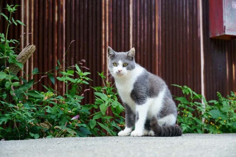 From Nagoya: Wagashi Workshop & Matcha Tea Field Tour - The Value of the Experience