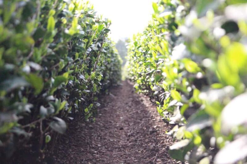 From Nagoya: Wagashi Workshop & Matcha Tea Field Tour - The Sum Up