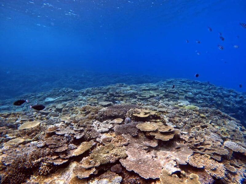 From Naha Scuba Diving Trip in Kerama(for certified divers) - From Naha: Scuba Diving Trip in Kerama (for Certified Divers)