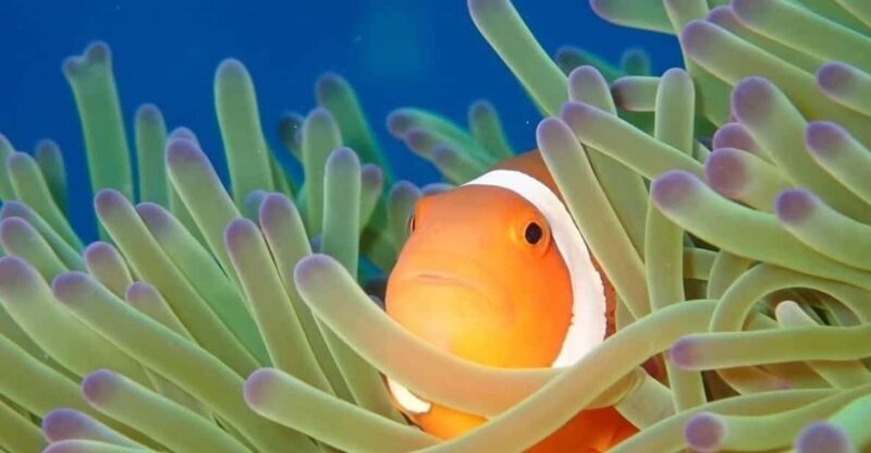 From Naha Scuba Diving Trip in Kerama(for certified divers) - Key Points