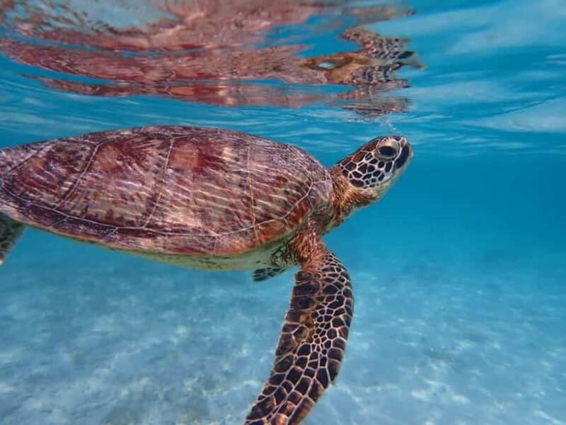 From Naha: Tokashiki Island Day Trip - Key Points