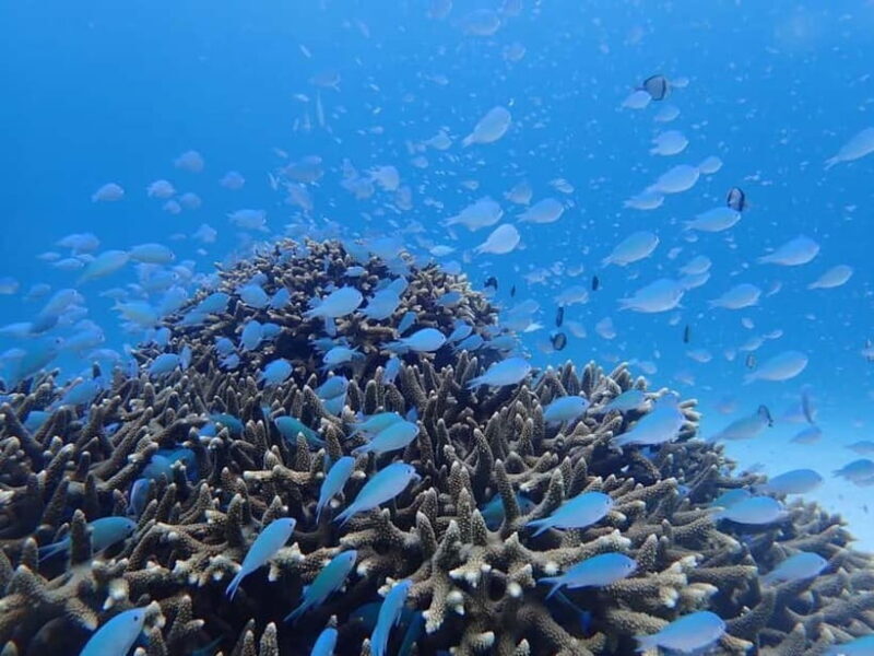 From Naha: Tokashiki Island Day Trip - In The Sum Up