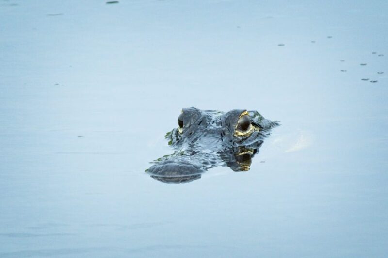 From Naples: 10,000 Islands Boat Trip & Everglades Walk! - From Naples: 10,000 Islands Boat Trip & Everglades Walk! — A Complete Review