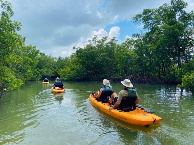 From Naples, FL: Marco Island Mangroves Kayak or Paddle Tour - The Sum Up