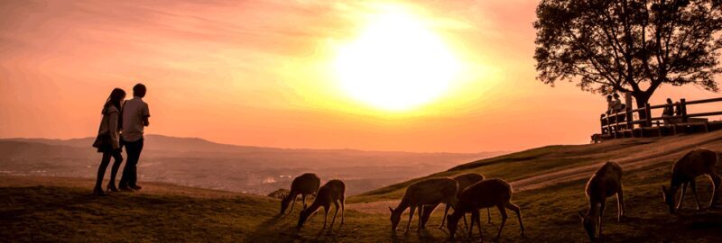 From Nara:Half-Day Bus Tour to UNESCO Heritage&Mt. Wakakusa - Exploring Nara: A Deep Dive Into the Tour Experience