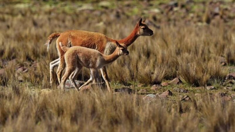 From Nazca || Excursion to Pampa Galeras Barbara D'Achille - Exploring Pampa Galeras Bárbara DAchille: A Wild Journey from Nazca