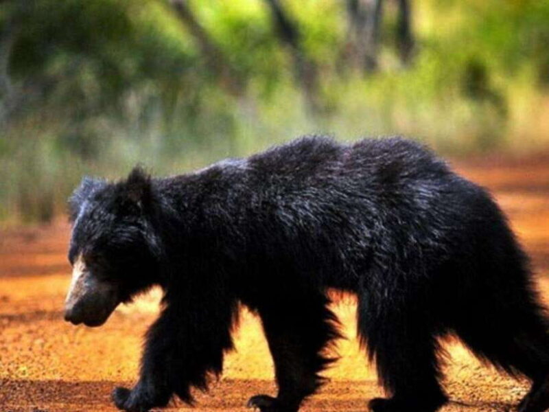 From Negombo: 2-Day Tour to Arugam Bay with Yala Safari - Exploring the Itinerary in Detail