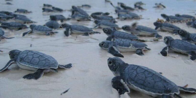 From Negombo: Bentota Full-Day Tour - FAQ