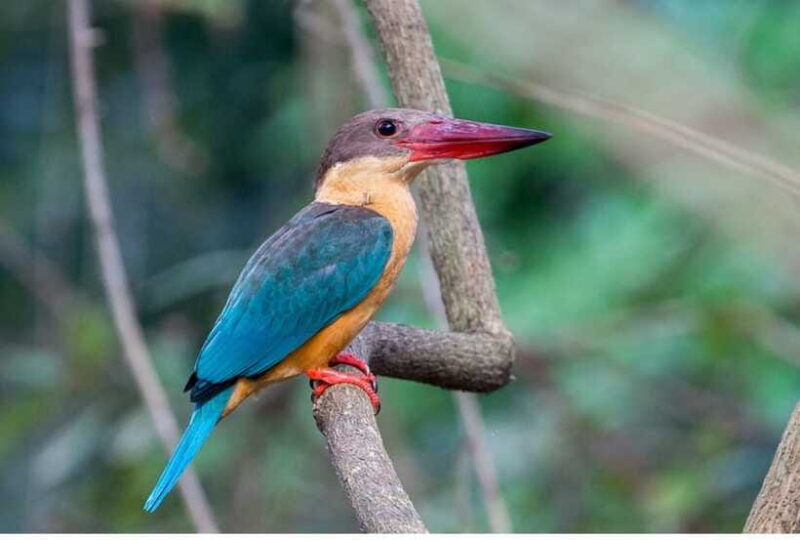 From Negombo: Exclusive Madu River Safari & Turtle Hatchery - FAQ - Frequently Asked Questions