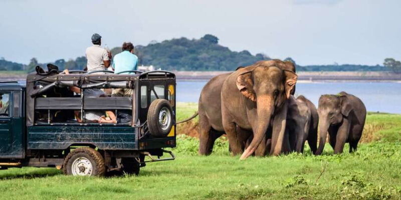 From Negombo: Minneriya National Park Safari Tour - An Honest Look at the Minneriya Safari Experience