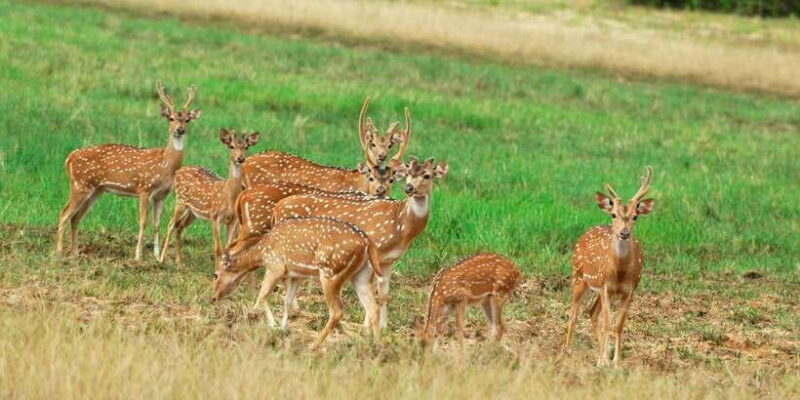 From Negombo: Minneriya National Park Safari Tour - Who Is This Tour Best For?