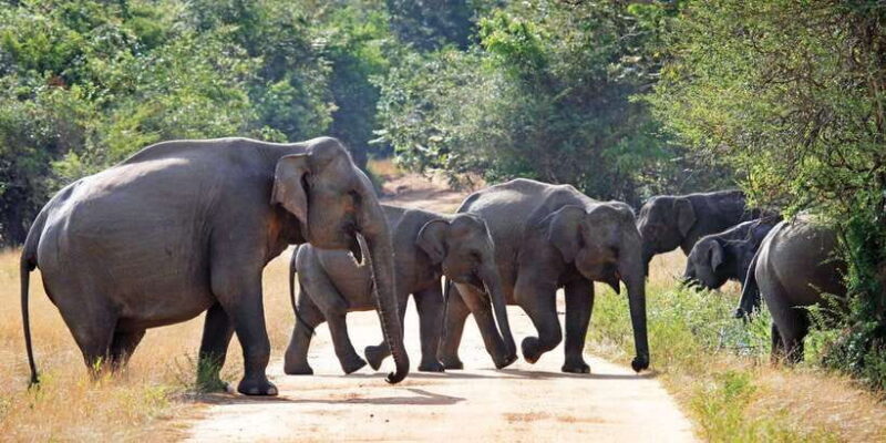 From Negombo: Minneriya National Park Safari Tour - A Closer Look at the Itinerary