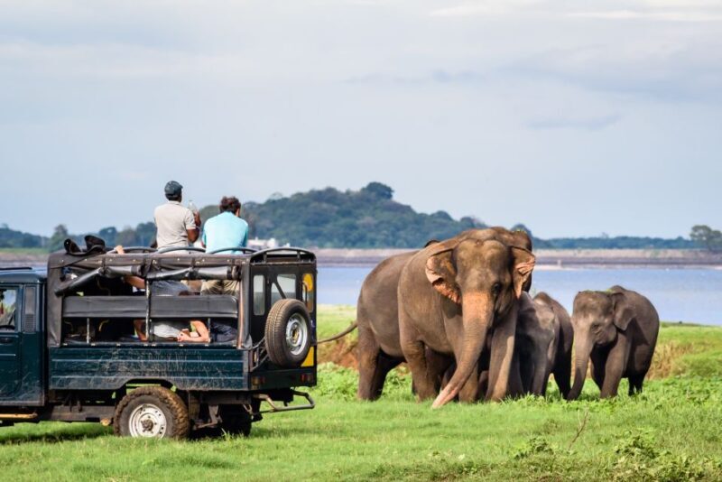 From Negombo: Minneriya National Park Safari Tour - Practical Tips for Your Safari