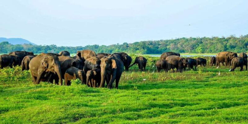 From Negombo: Minneriya National Park Safari Tour - The Cost and Value Analysis
