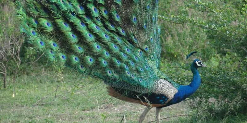 From Negombo: Minneriya National Park Safari Tour - Final Thoughts: Who Will Love This Tour?