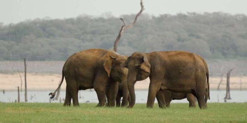 From Negombo: Minneriya National Park Safari Tour - FAQ