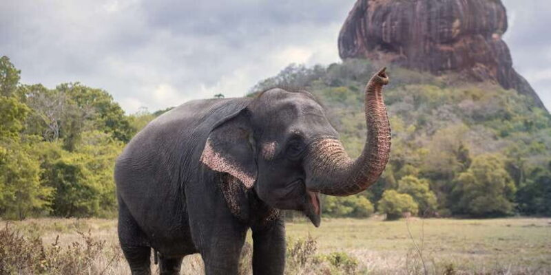 From Negombo: Sigiriya and Dambulla Day Trip and Safari - Practical Considerations