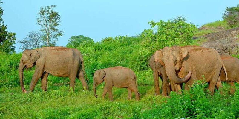 From Negombo: Udawalawa National Park Wildlife Safari - From Negombo: Udawalawa National Park Wildlife Safari