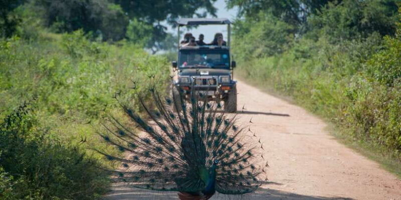 From Negombo: Udawalawa National Park Wildlife Safari - Key Points
