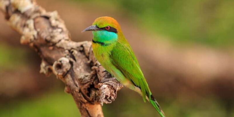 From Negombo: Udawalawa National Park Wildlife Safari - Who Will Love This Tour?