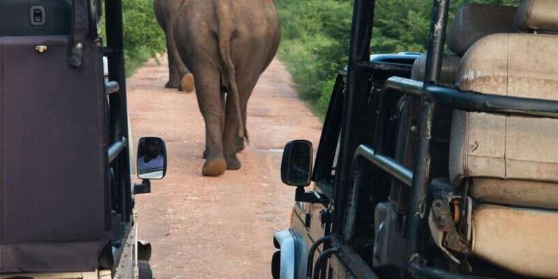 From Negombo: Udawalawa National Park Wildlife Safari - FAQ