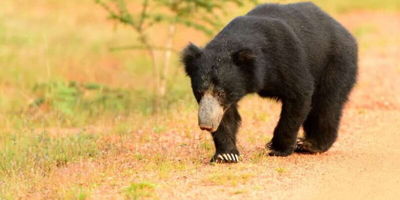 From Negombo: Wilpattu National Park Safari Guided Day Tour - The Sum Up