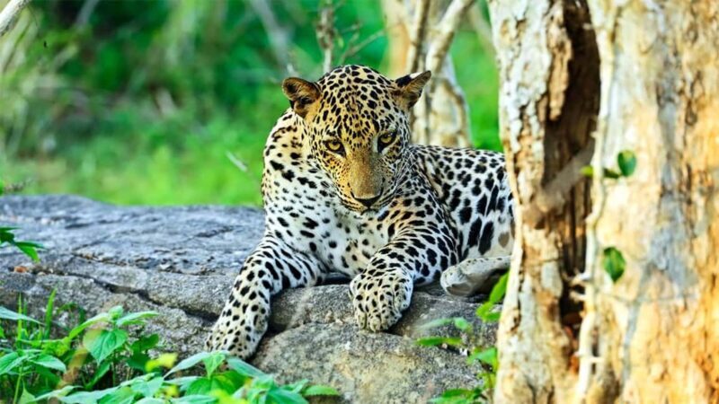 From Negombo: Wilpattu National Park Safari with Transfers - Key Points