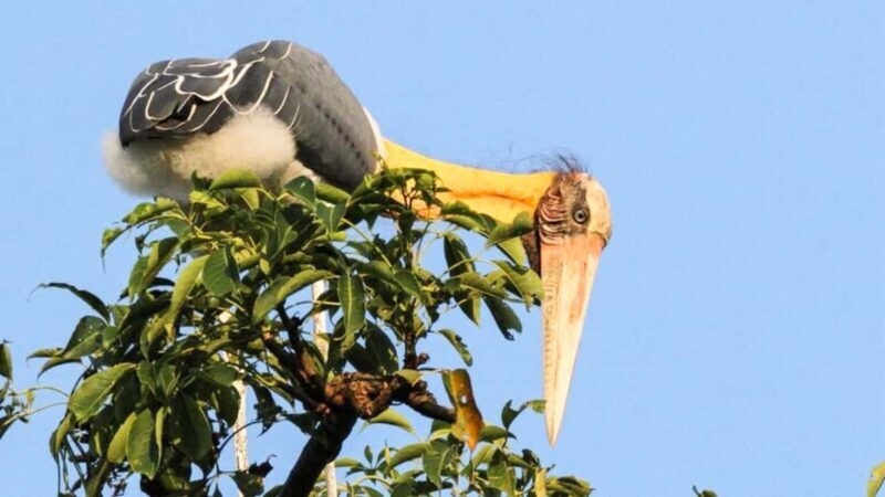 From Negombo: Wilpattu National Park Safari with Transfers - An in-depth look at the Wilpattu Safari Experience