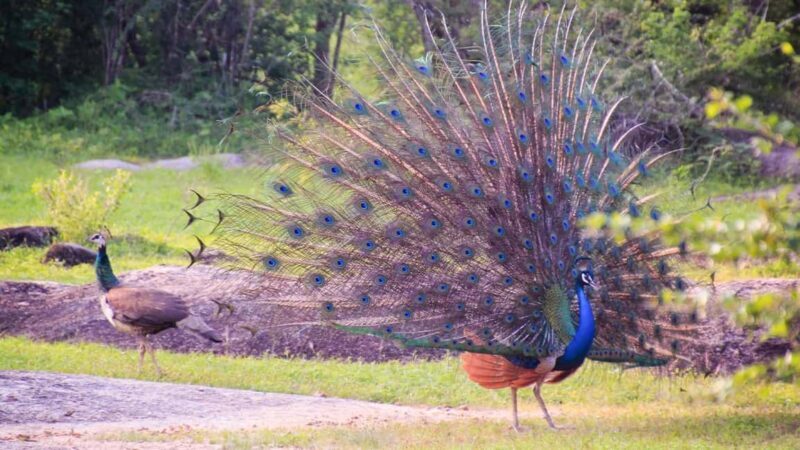 From Negombo: Wilpattu National Park Safari with Transfers - Final thoughts: Who will benefit most from this safari?