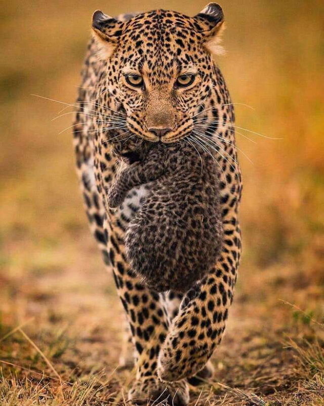 From Negombo: Yala National Park Leopard Safari Day Trip - Frequently Asked Questions