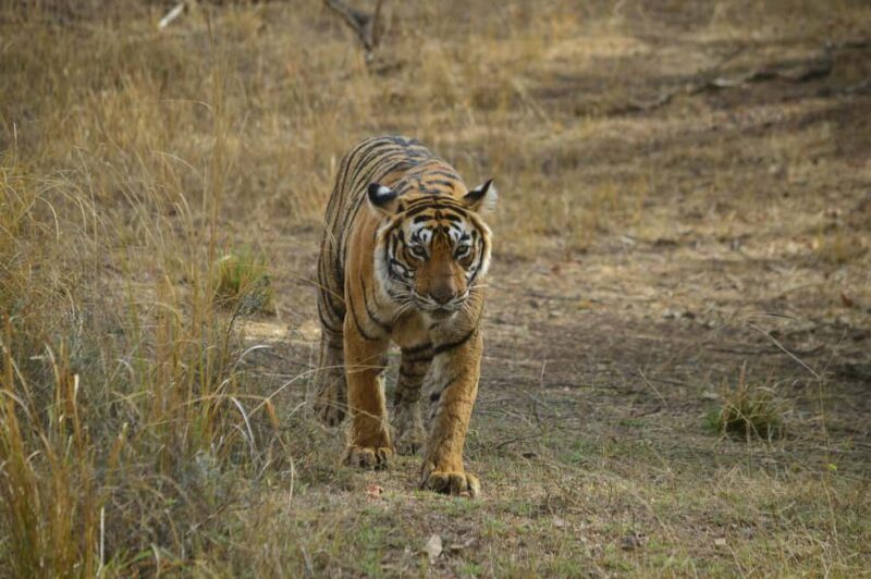 From New Delhi: 2-Day Ranthambore Tiger Safari with tranfers - An In-Depth Look at the Tour Experience