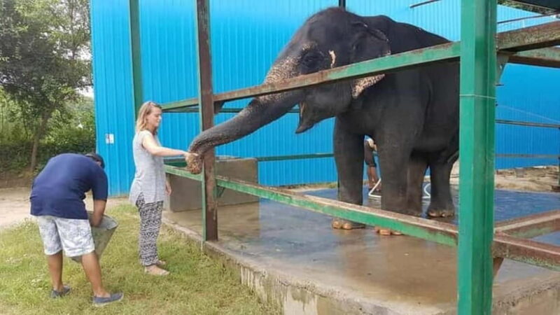 From New Delhi: Taj Mahal Sunrise Tour and Elephant Wildlife - Key Points